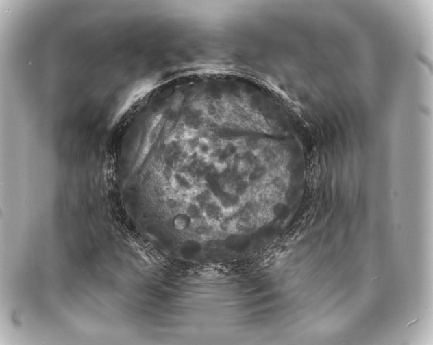 X0000095531255200712281514