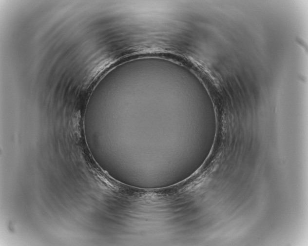 X0000095531265200712281514
