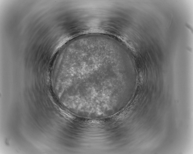 X0000095531266200712281514