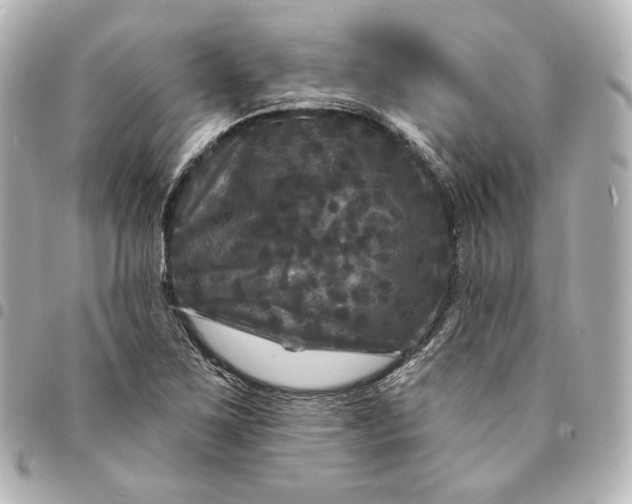 X0000095531267200712281514