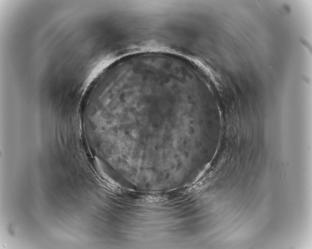 X0000095531271200712281514