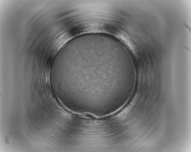 X0000095531273200712281514