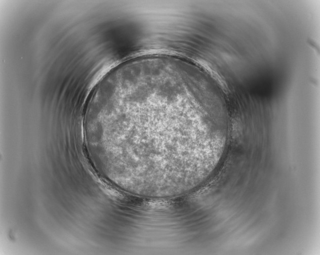 X0000095531274200712281514