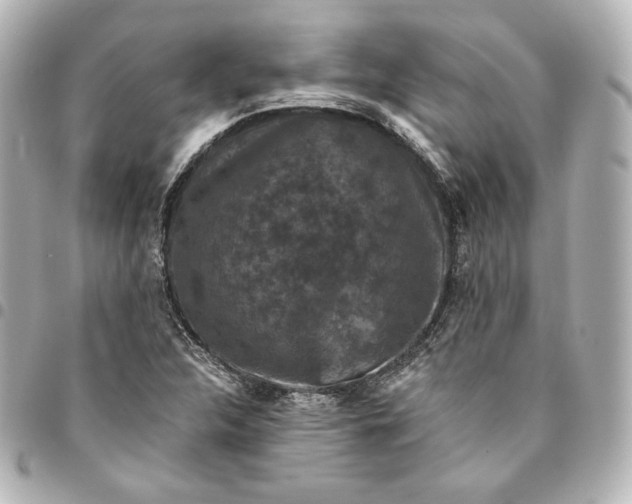 X0000095531312200712281513