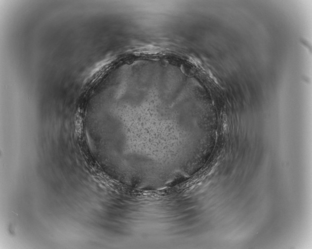 X0000095531350200712281513