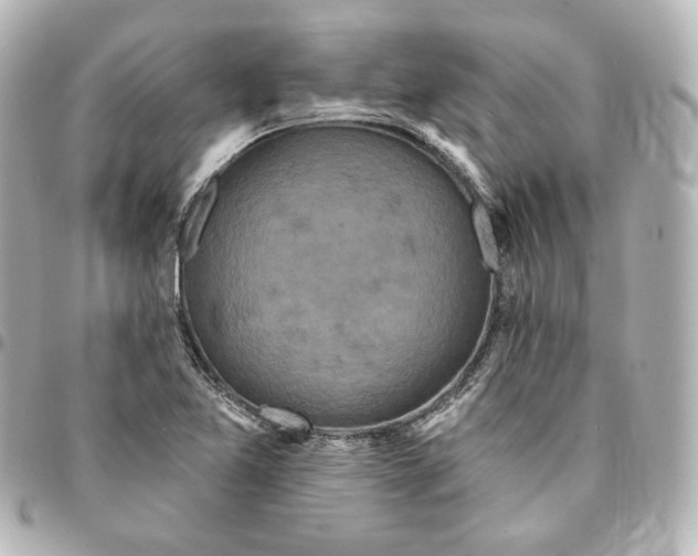 X0000095531365200712281513