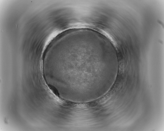 X0000095531472200712281511