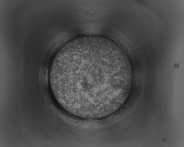 X0000095530024200801041256