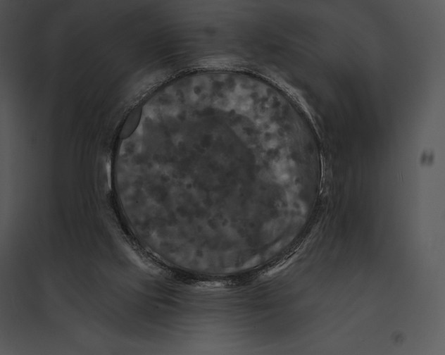 X0000095530061200801041256