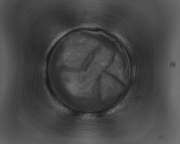 X0000095530064200801041256