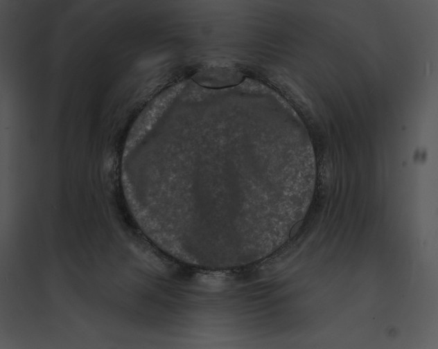 X0000095530079200801041256