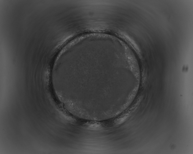 X0000095530113200801041255