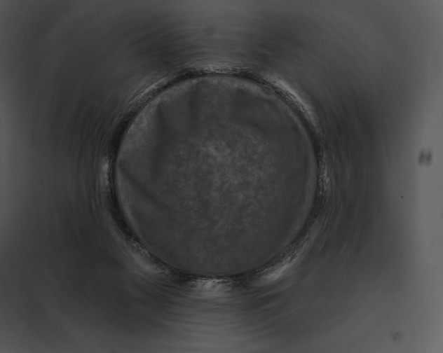 X0000095530117200801041255