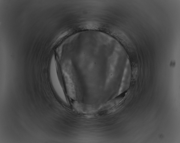 X0000095530120200801041255