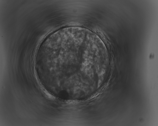 X0000095530145200801041254