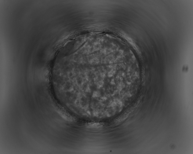 X0000095530161200801041254