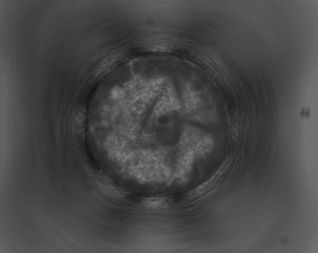 X0000095530175200801041254