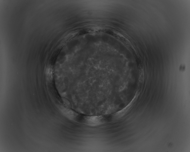 X0000095530191200801041255