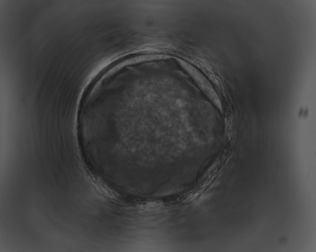 X0000095530196200801041254