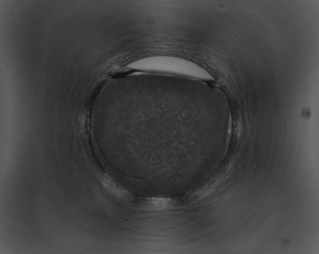 X0000095530233200801041253