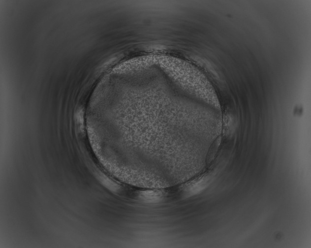 X0000095530238200801041253