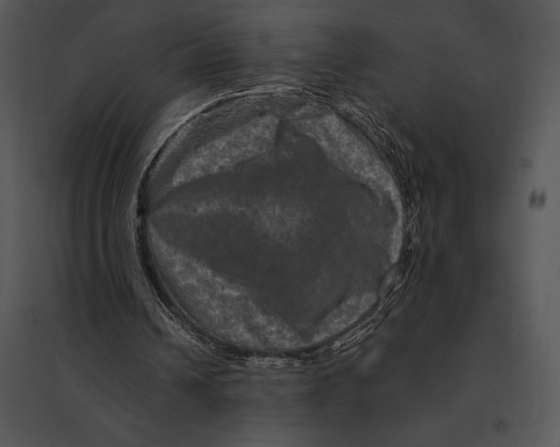 X0000095530242200801041253