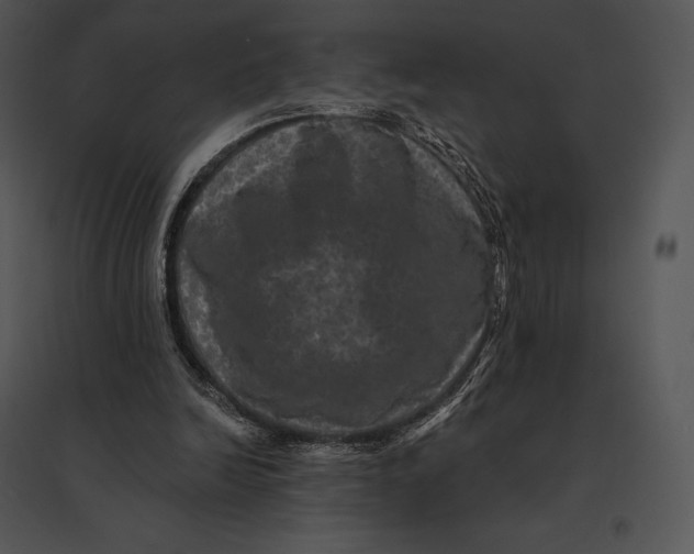 X0000095530246200801041253