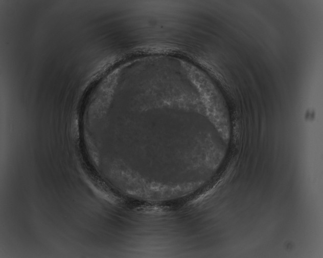 X0000095530254200801041253