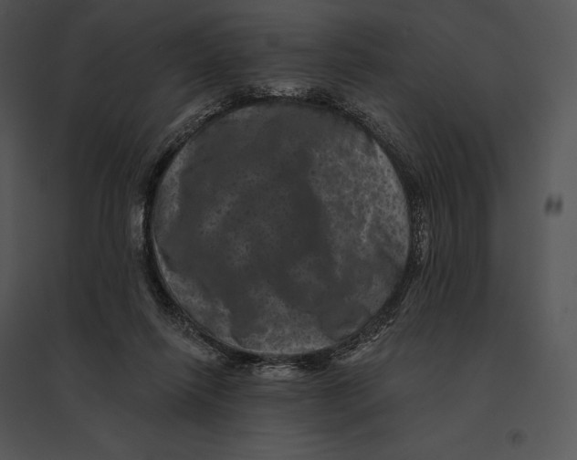 X0000095530262200801041253