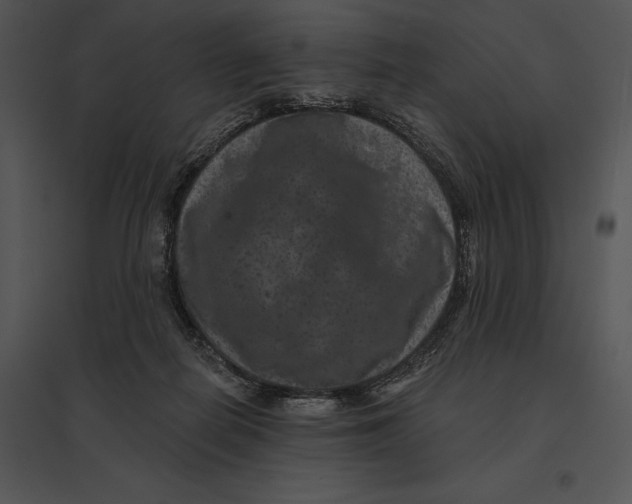 X0000095530266200801041253