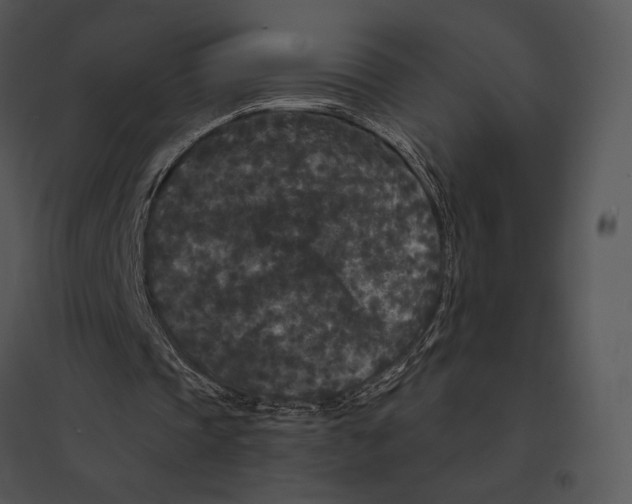 X0000095530337200801041251