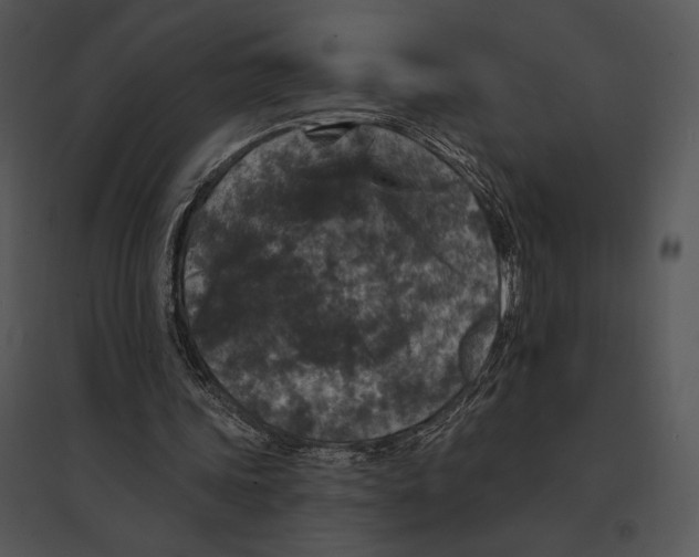 X0000095530339200801041251