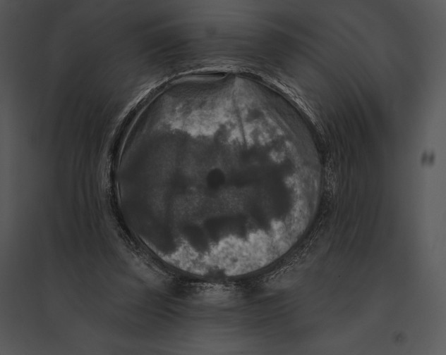 X0000095530347200801041251