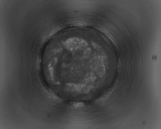 X0000095530355200801041251