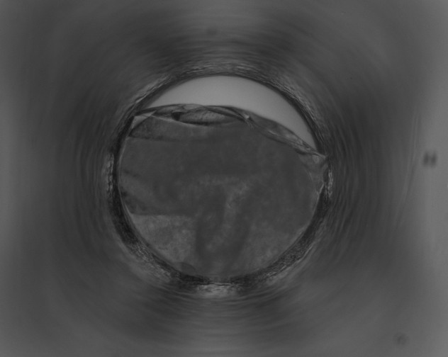 X0000095530356200801041251