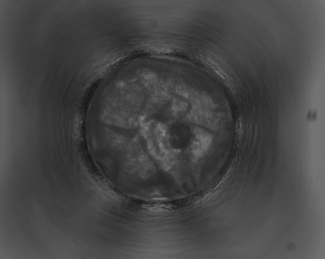 X0000095530359200801041251