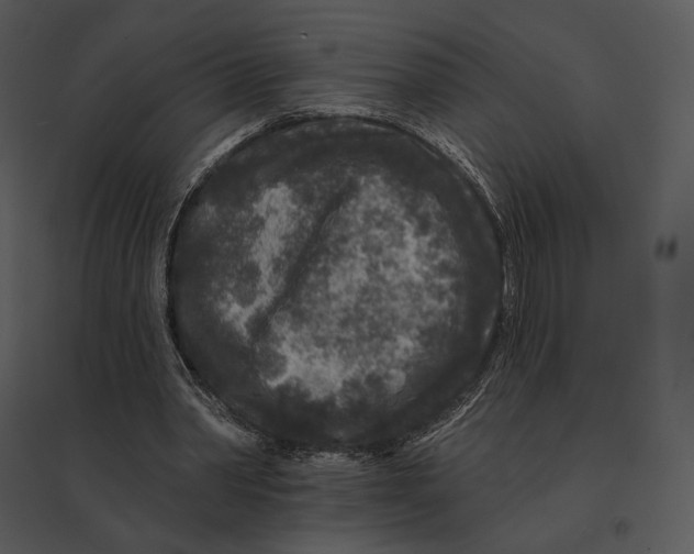 X0000095530390200801041251