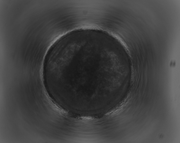 X0000095530391200801041251