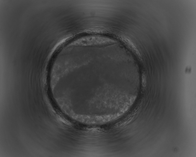 X0000095530396200801041251