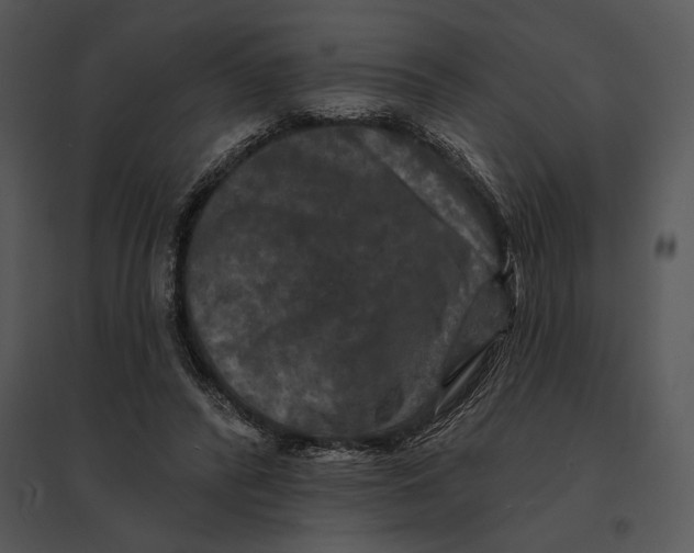 X0000095530400200801041251