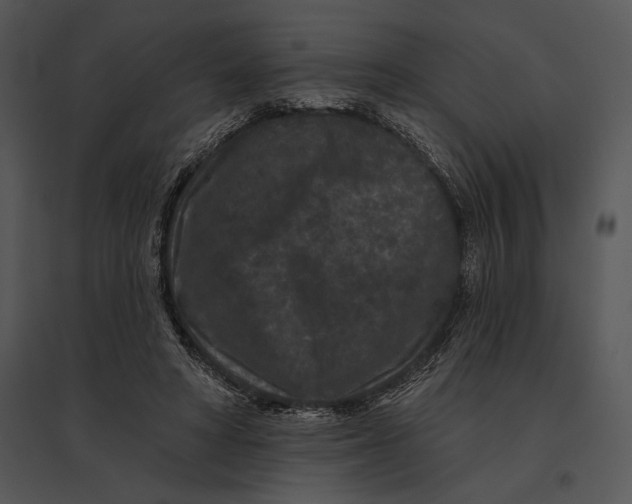 X0000095530402200801041251