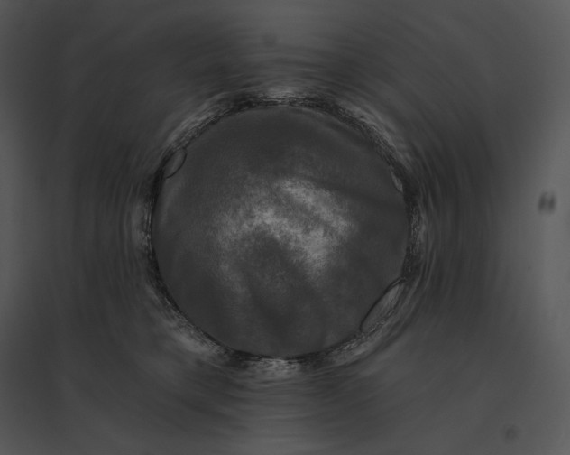 X0000095530421200801041251