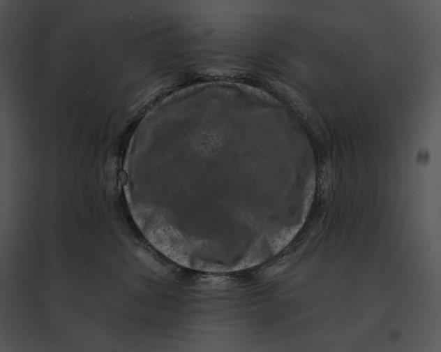 X0000095530428200801041251