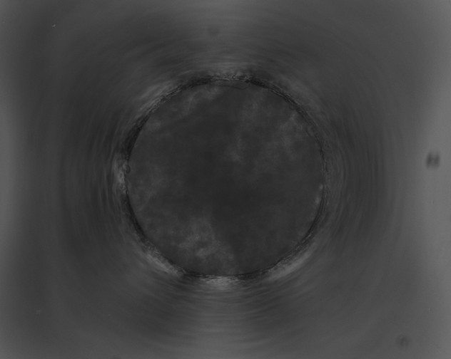 X0000095530432200801041251