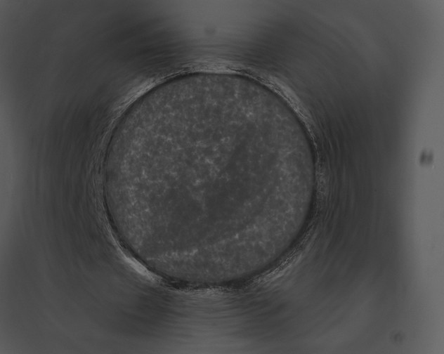 X0000095530433200801041250