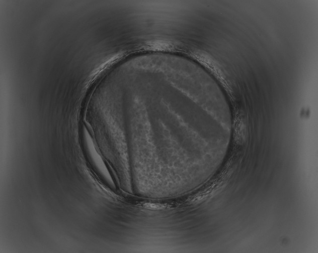 X0000095530442200801041250