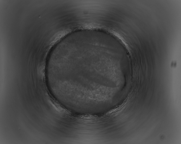 X0000095530443200801041250