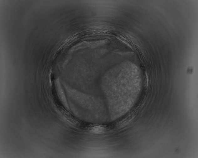 X0000095530456200801041250