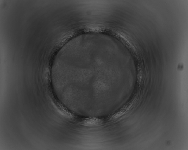 X0000095530459200801041250