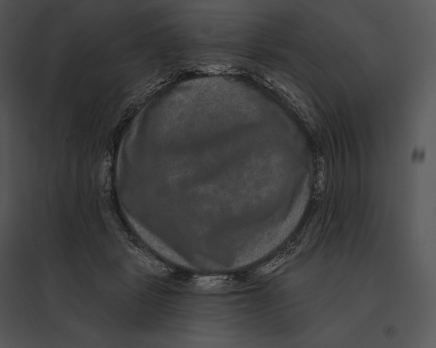 X0000095530461200801041250